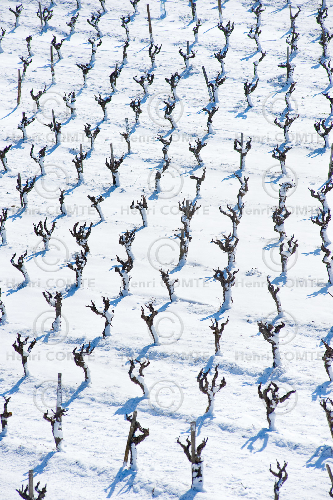 Vignoble des Corbieres