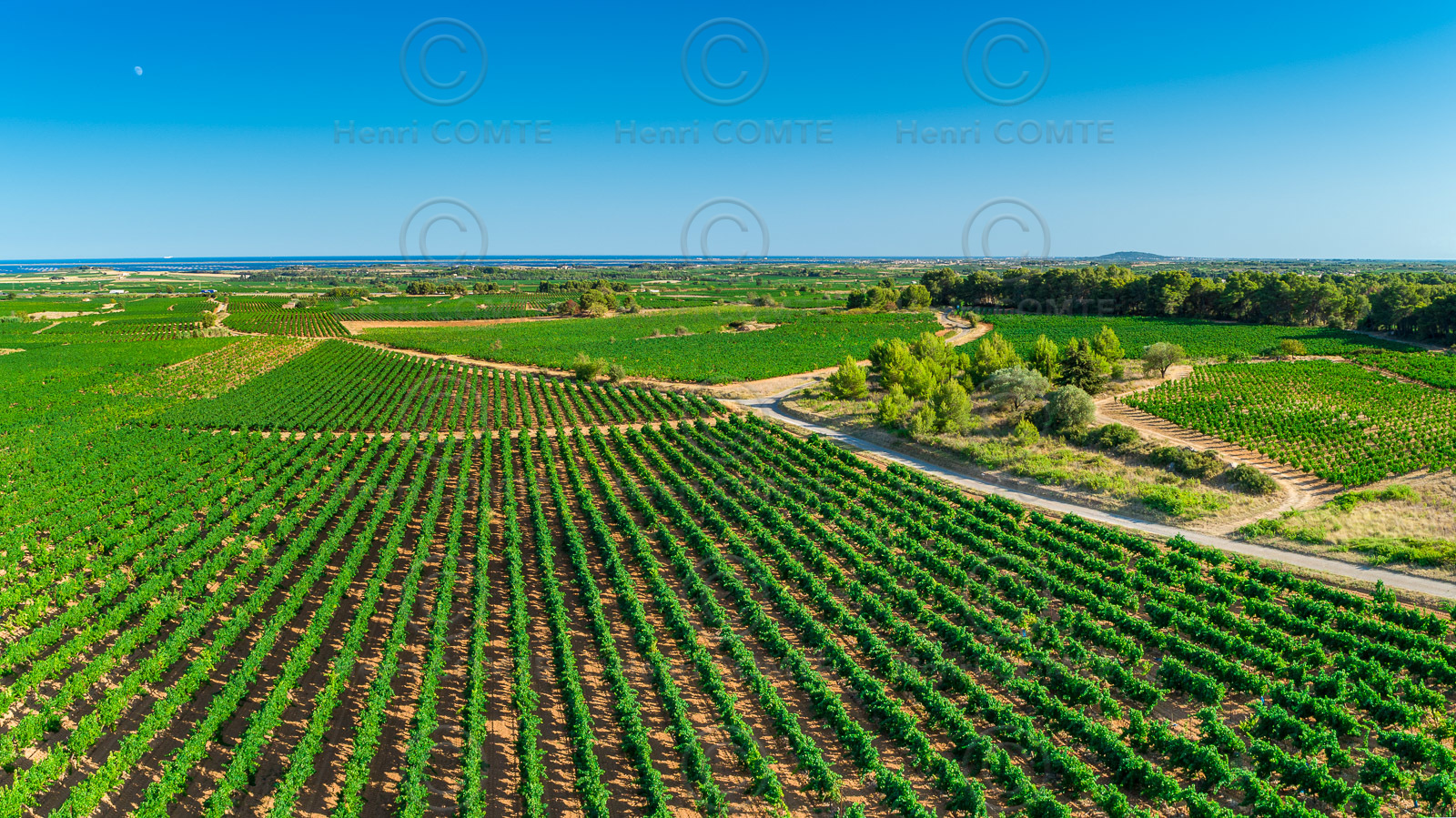 Vignoble de Picpoul de Pinet
