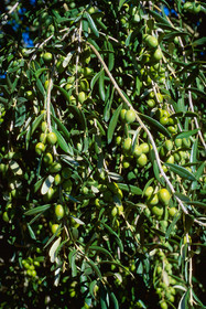 Olives