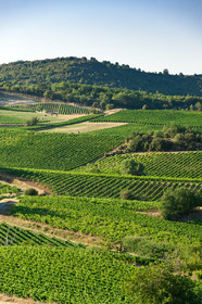 Vignoble de Limoux