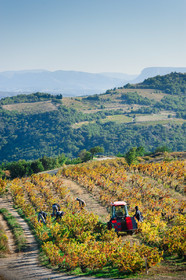 Vendanges Roussillon
