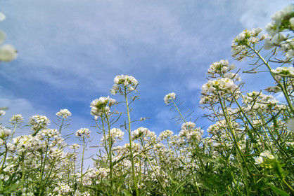 Fleurs des champs