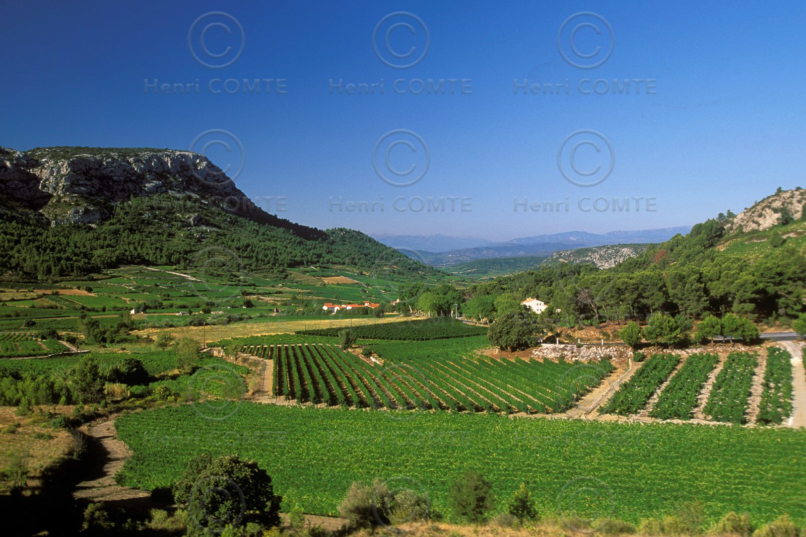 Vignoble du Roussillon