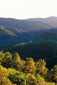 Cévennes