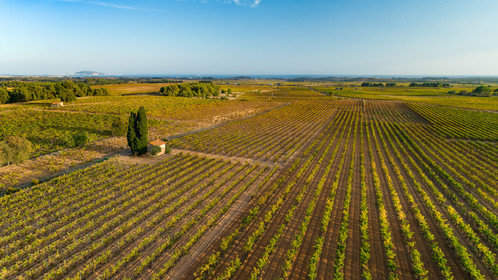Vignoble de Pinet