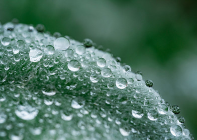 Gouttes d'eau