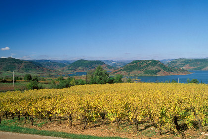 Vignoble du Salagou
