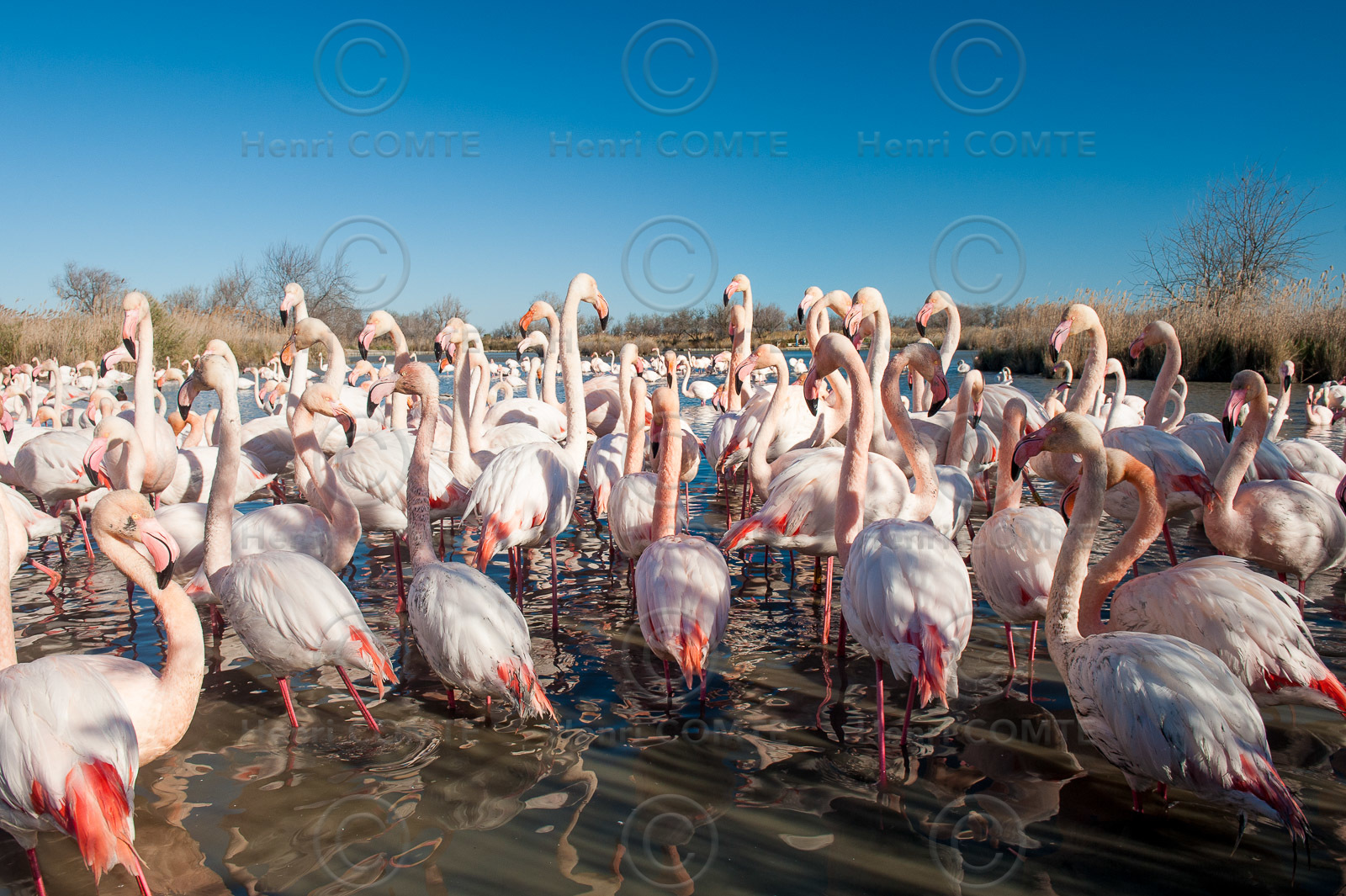 Flamants roses