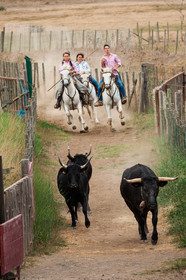 Abrivado