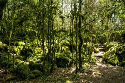 Foret de Nebias