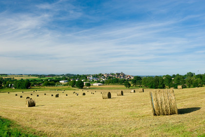 Champs de blé