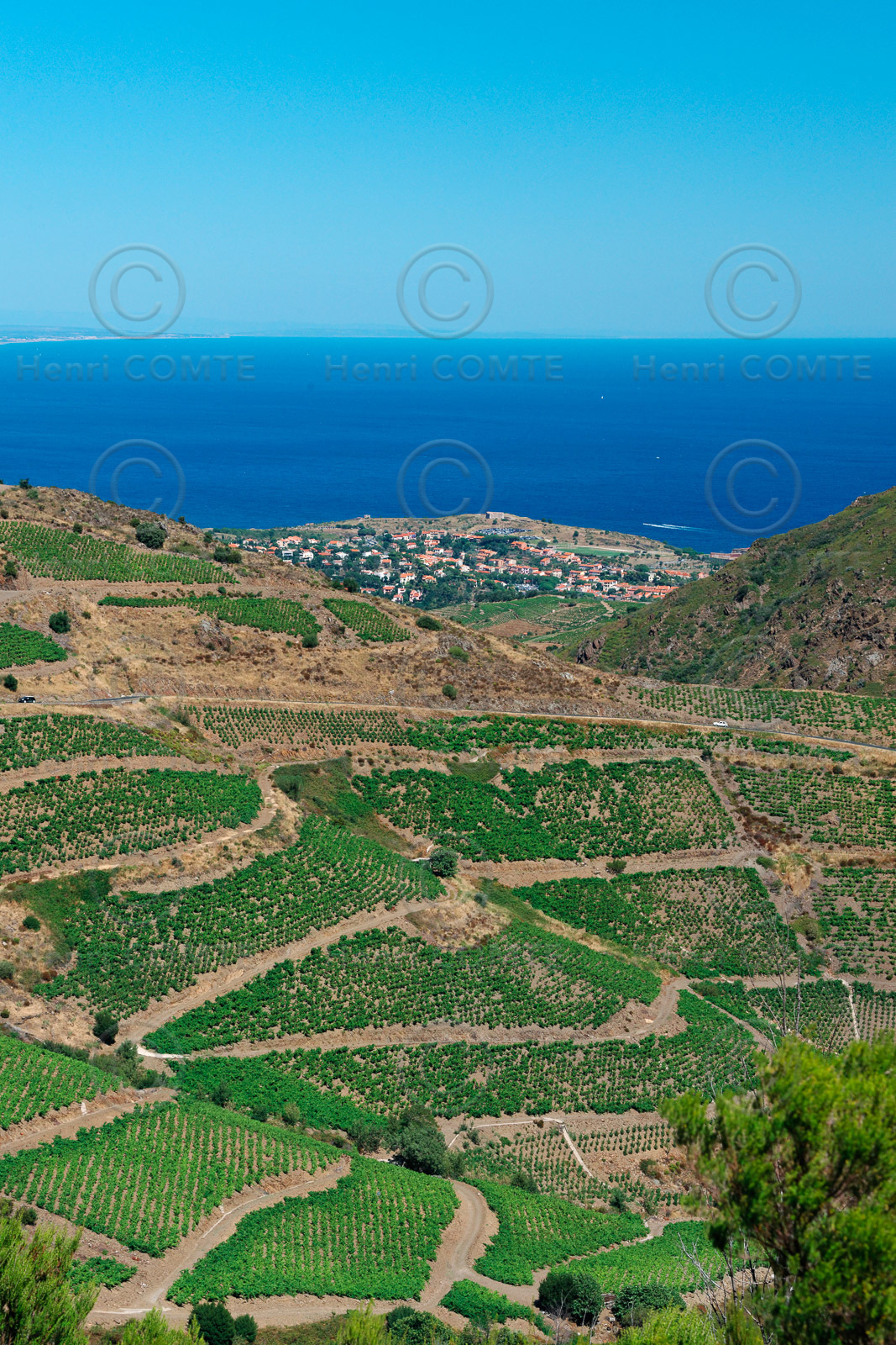 Vignoble du Roussillon