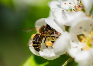 Abeille noire