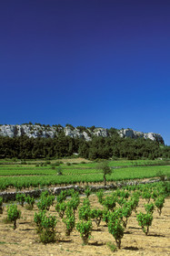 Vignoble des Corbieres