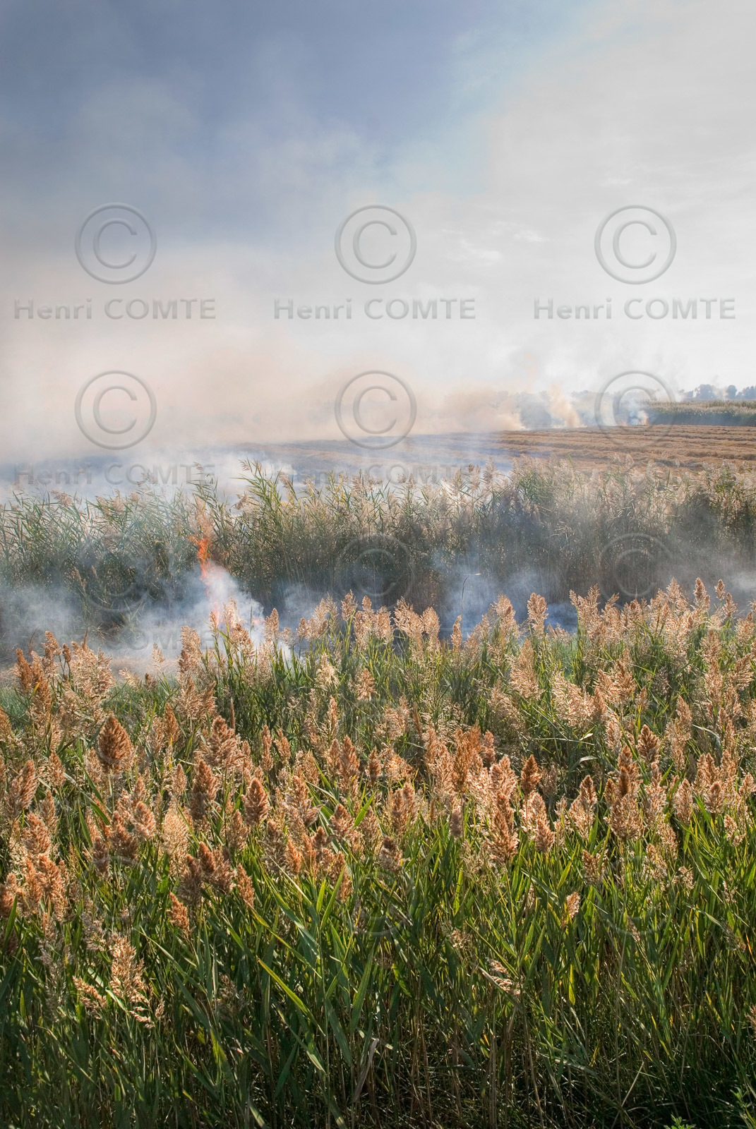 Brulis de roseaux