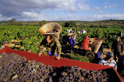 Vendanges en Corbieres