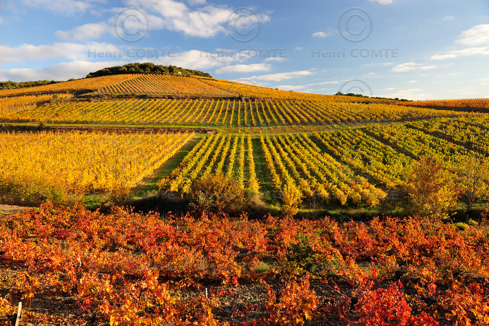 Vignoble de Faugeres