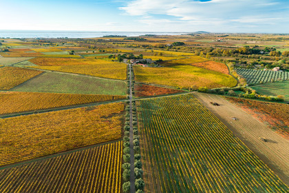Vignes Automne