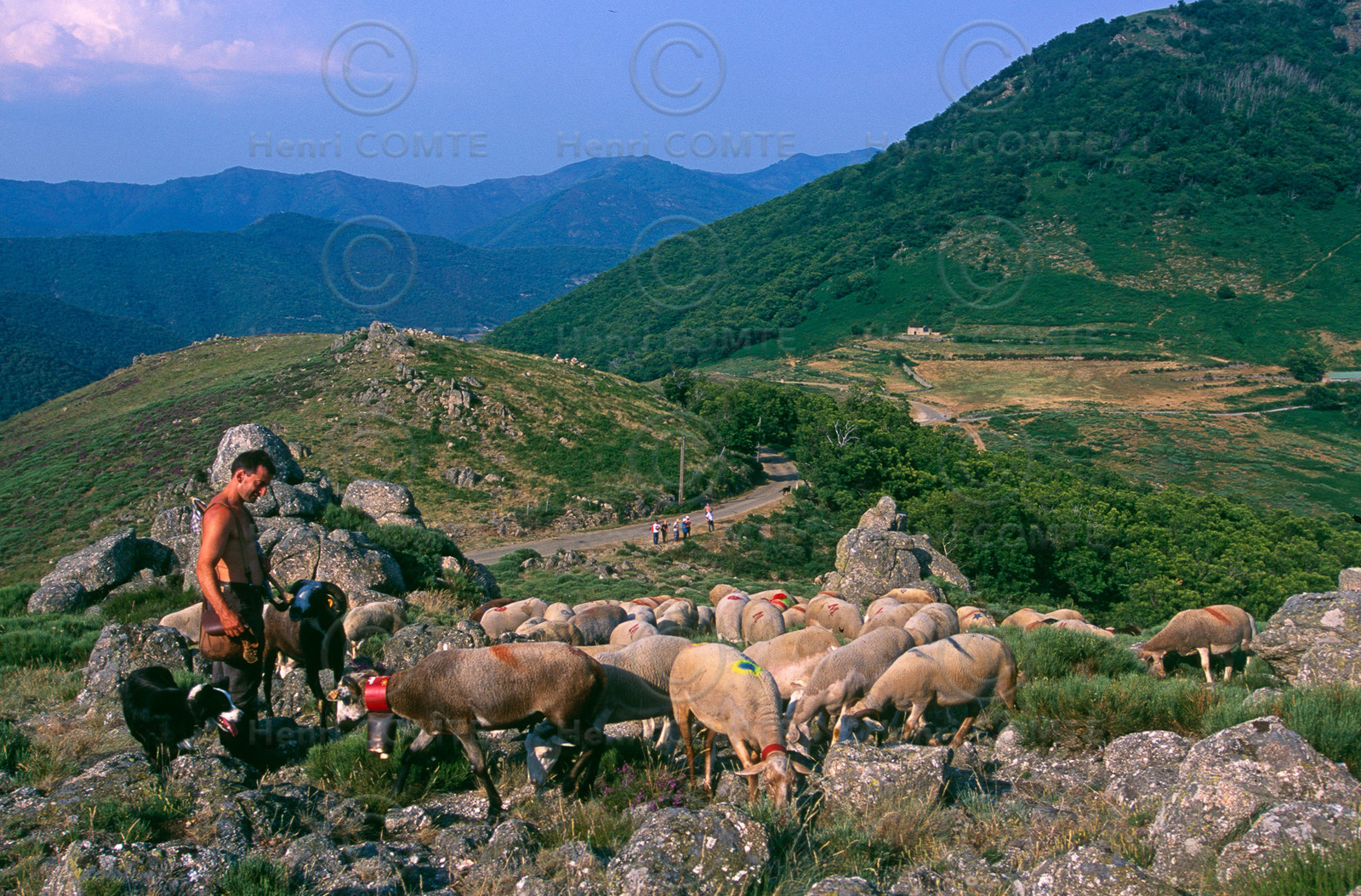Transhumance en Cévennes