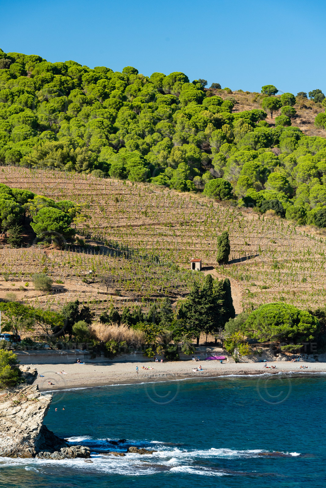 Vignoble Banyuls
