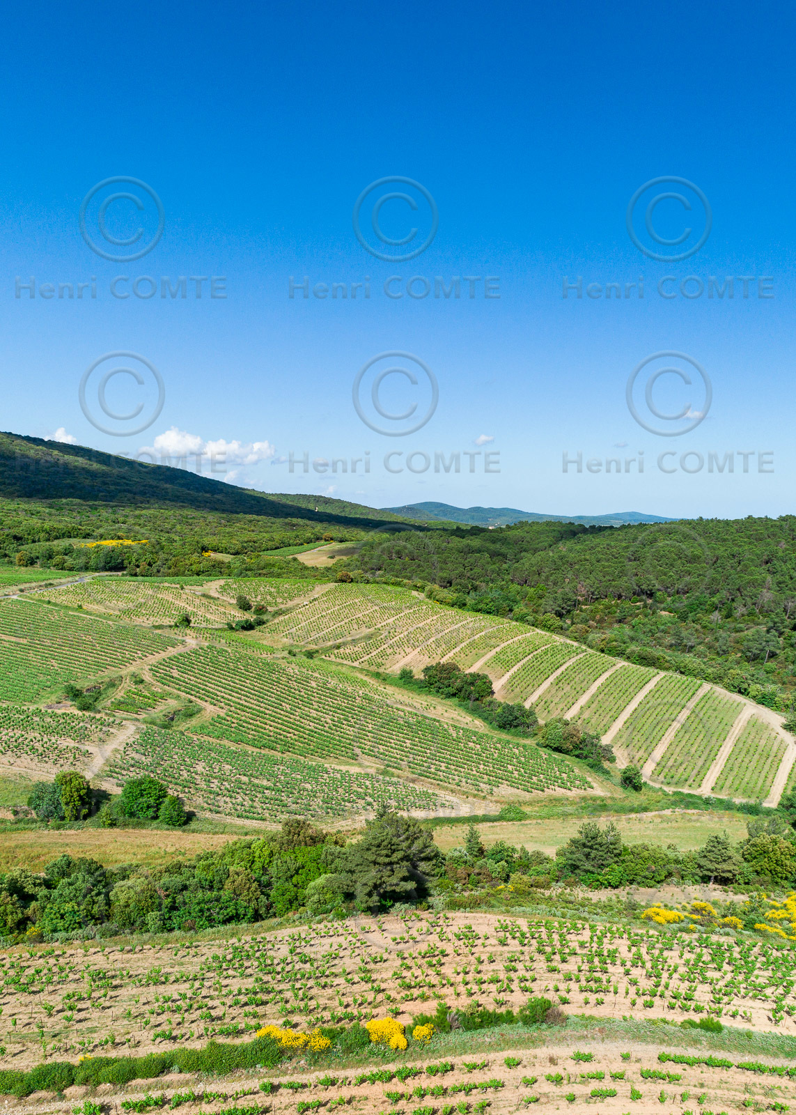 Vignoble de Faugères