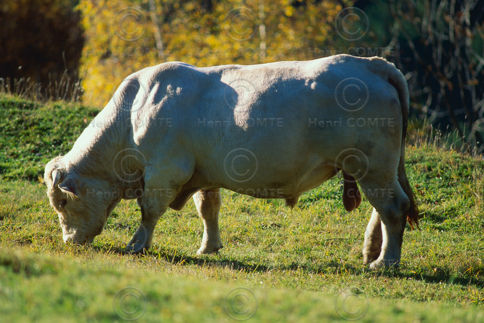 Taureau charolais
