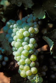Grappe de raisins