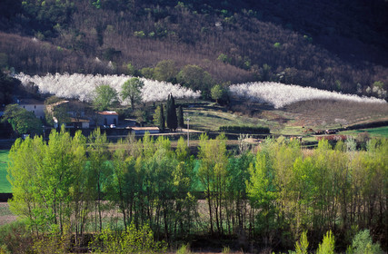 Cerisiers en fleurs