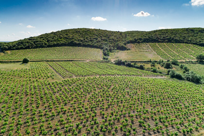 Vignoble de Faugères
