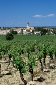 Vignoble de Pinet