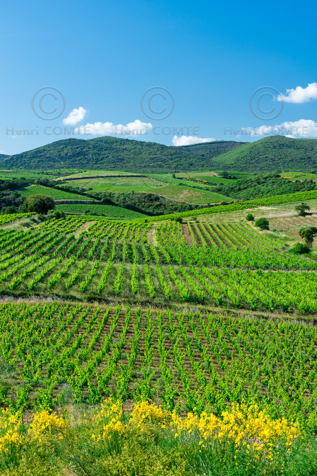 Vignoble de Faugères