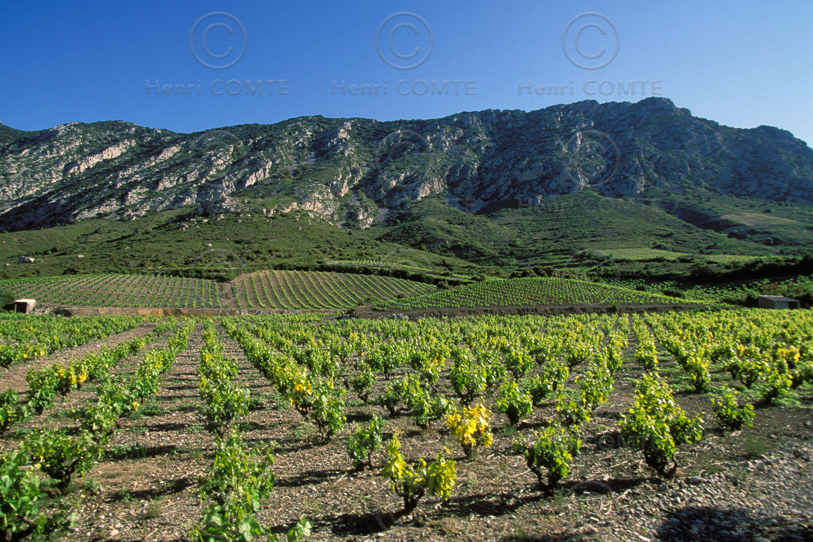 Vignoble du Roussillon