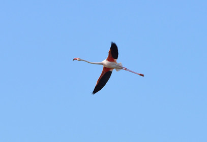 Flamants roses