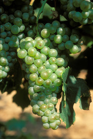 Grappe de raisins