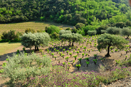 Vignoble Saint Chinian