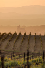 Vignoble du bitterois