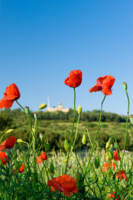 Coquelicots