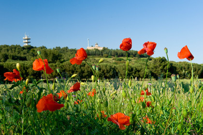 Coquelicots