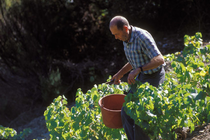 Vignoble du Roussillon