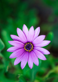Marguerite du Cap