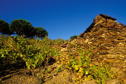 Vignoble du Roussillon
