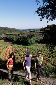 Balade dans les vignes