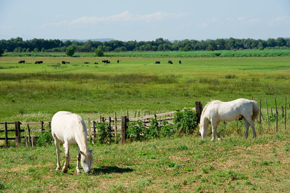 Petite camargue