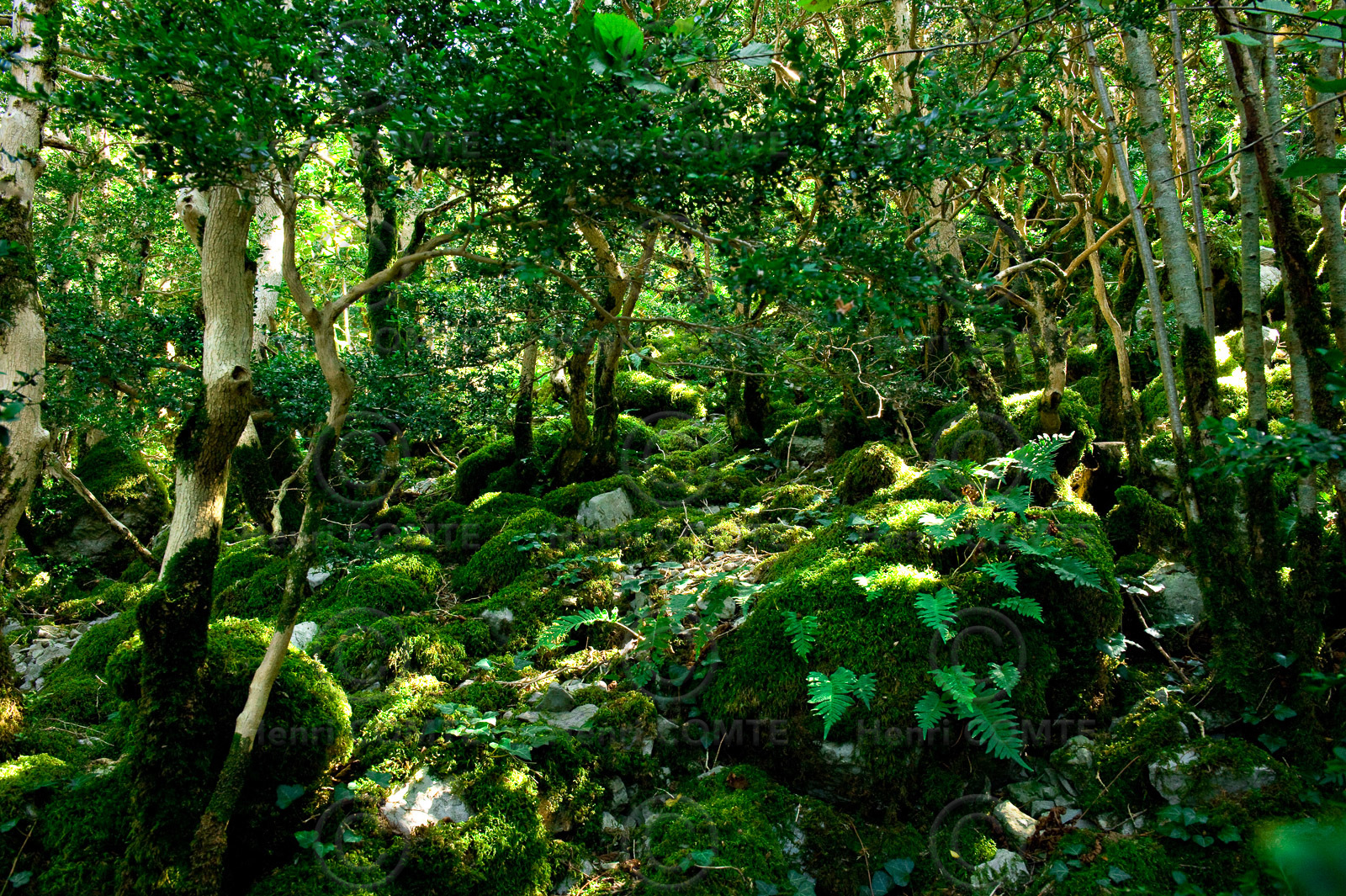 Bugarach - Aude _F11