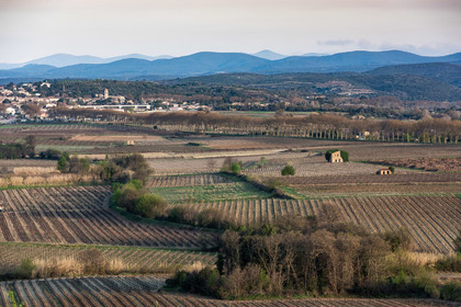 Vignoble en hiver