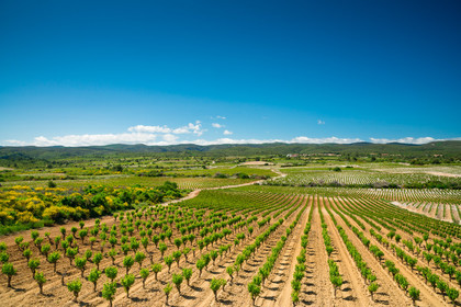 Minervois