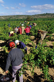 Vendanges en Corbieres