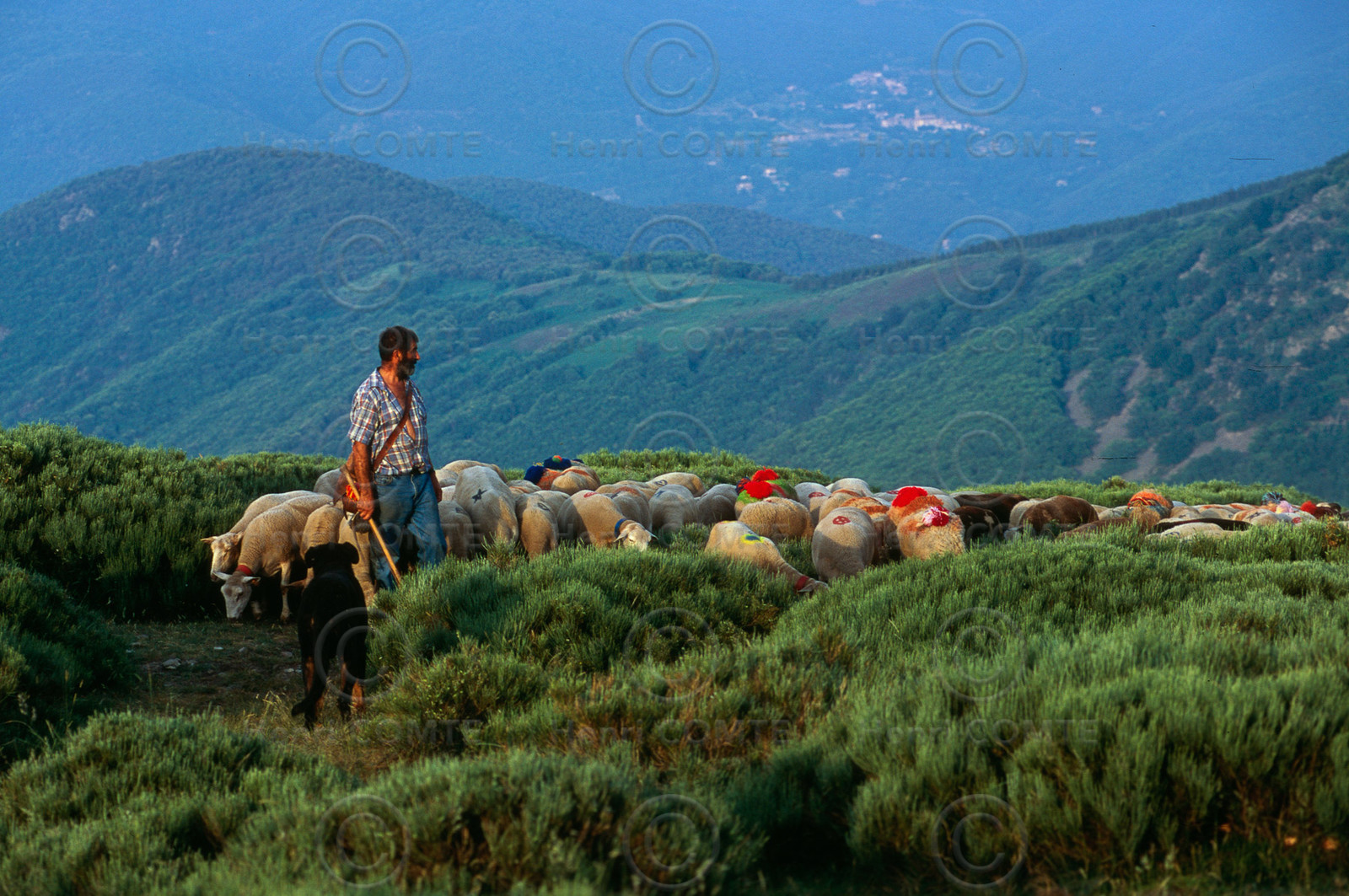 Transhumance en Cévennes