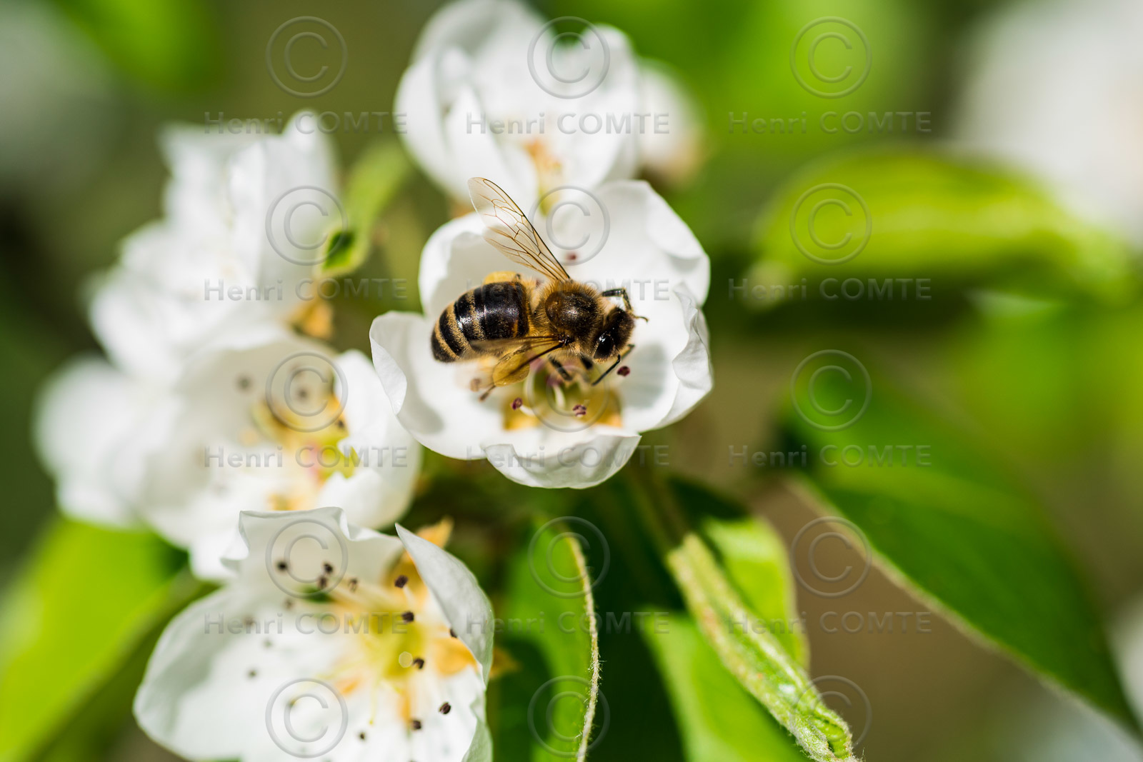 Abeille qui butine une fleur de poirier - Apis Mellifera Mellifera