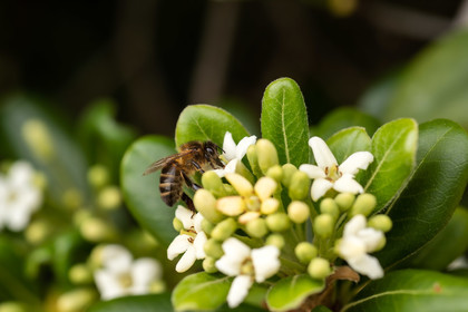 Abeille noire